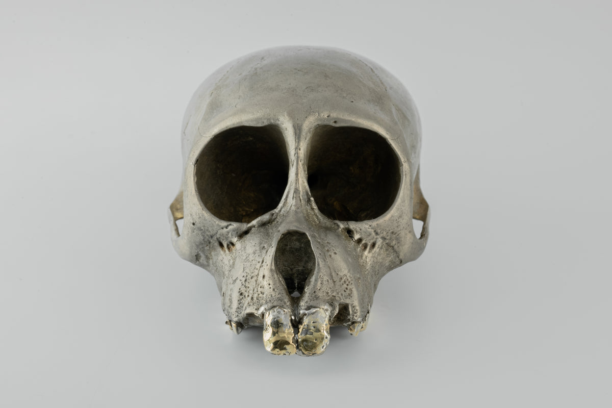 Monkey Skull (Fuse, Jawless, DZ18K) – Parts of Four