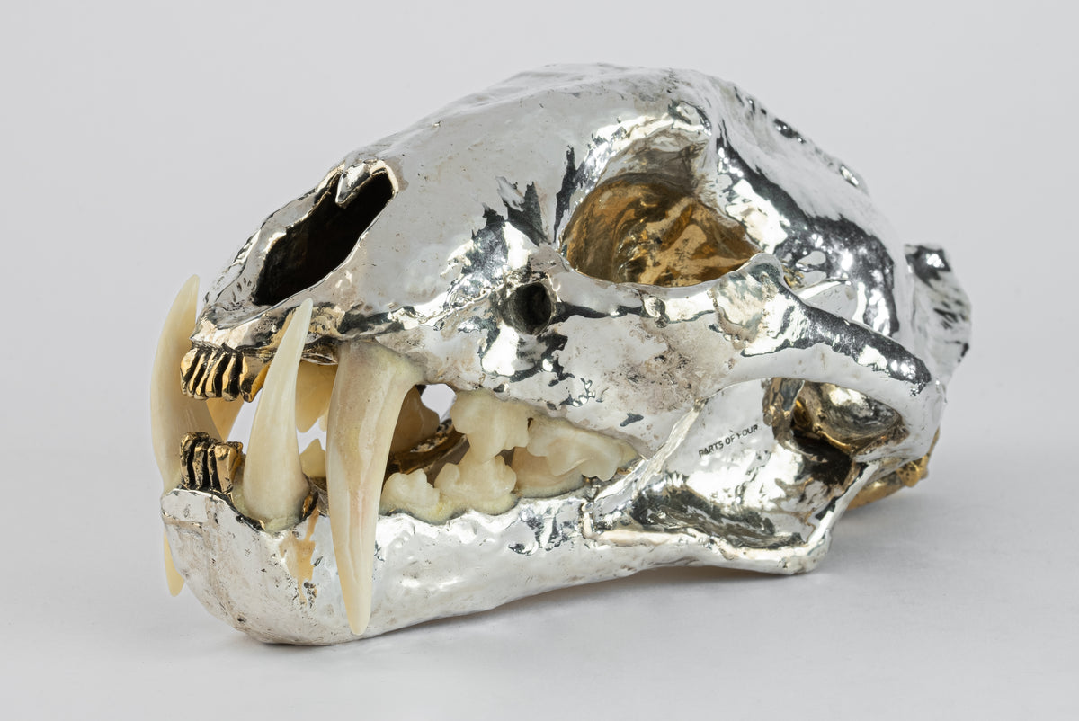 Leopard Skull (Fused, PR+MB+PA) – Parts of Four